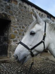 Combination Bridle Headcollar